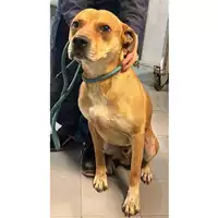 Foto dell\'animale cane - Matr. 2023/2229 - Microchip 380260004300077