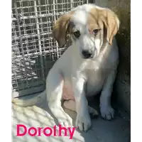 Foto dell\'animale cane - Matr. 2021/0770 - Microchip 380260044280790