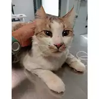 Foto dell\'animale gatto - Matr. 2024/1314 - Microchip 380260044997618