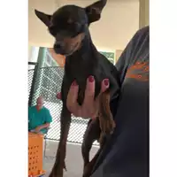 Foto dell\'animale cane - Matr. 2024/1321 - Microchip 380260160524975