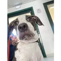 Foto dell\'animale cane - Matr. 2024/1324 - Microchip 380260044997928