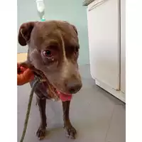 Foto dell\'animale cane - Matr. 2024/1327 - Microchip 380260044980021