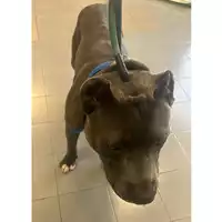 Foto dell\'animale cane - Matr. 2024/0869 - Microchip 380260171041807