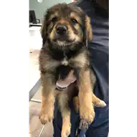 Foto dell\'animale cane - Matr. 2021/0771 - Microchip 380260044280958