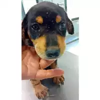 Foto dell\'animale cane - Matr. 2024/1333 - Microchip 380260044981242