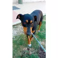Foto dell\'animale cane - Matr. 2024/1334 - Microchip 380260042848938