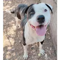 Foto dell\'animale cane - Matr. 2024/0843 - Microchip 380260044979667
