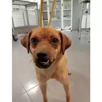 Foto dell\'animale cane - Matr. 2024/1336 - Microchip 380260044980256