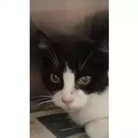 Foto dell\'animale gatto - Matr. 2024/1335 - Microchip 380260044998063