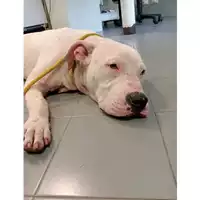 Foto dell\'animale cane - Matr. 2024/1337 - Microchip 380260044980841