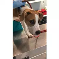Foto dell\'animale cane - Matr. 2024/1339 - Microchip 380260044980720