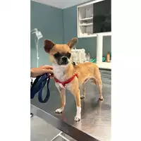 Foto dell\'animale cane - Matr. 2024/1338 - Microchip 380260044981051