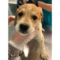 Foto dell\'animale cane - Matr. 2021/0772 - Microchip 380260044280088