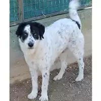 Foto dell\'animale cane - Matr. 2024/1340 - Microchip 380260044979997