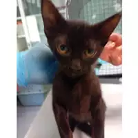Foto dell\'animale gatto - Matr. 2024/1345 - Microchip 380260044979726