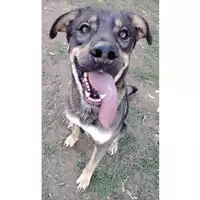 Foto dell\'animale cane - Matr. 2024/0882 - Microchip 380260044979766