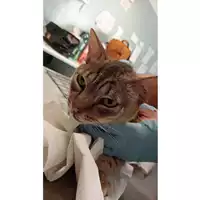 Foto dell\'animale gatto - Matr. 2024/1347 - Microchip 380260044980475