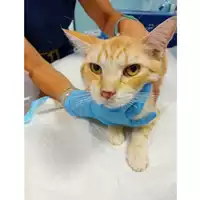 Foto dell\'animale gatto - Matr. 2024/1349 - Microchip 380260044997699