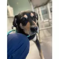 Foto dell\'animale cane - Matr. 2022/1328 - Microchip 380260044579565