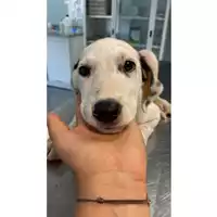 Foto dell\'animale cane - Matr. 2024/1351 - Microchip 380260044980543