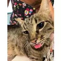 Foto dell\'animale gatto - Matr. 2024/1353 - Microchip 380260044997982