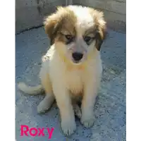 Foto dell\'animale cane - Matr. 2021/0774 - Microchip 380260044280877