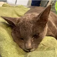 Foto dell\'animale gatto - Matr. 2024/1357 - Microchip 380260045045151