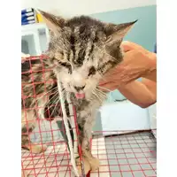 Foto dell\'animale gatto - Matr. 2024/1356 - Microchip 380260044997773