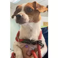 Foto dell\'animale cane - Matr. 2024/1363 - Microchip 380260170343684