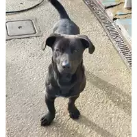 Foto dell\'animale cane - Matr. 2024/1367 - Microchip 380260102270100