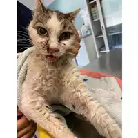 Foto dell\'animale gatto - Matr. 2024/1369 - Microchip 380260170343689