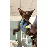Foto dell\'animale gatto - Matr. 2024/1368 - Microchip 380260170343693