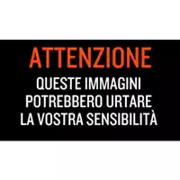Foto dell\'animale gatto - Matr. 2024/1371 - Microchip 380260170343687