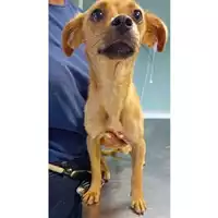 Foto dell\'animale cane - Matr. 2024/1372 - Microchip 380260170343685