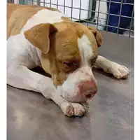 Foto dell\'animale cane - Matr. 2024/1373 - Microchip 380260004027167