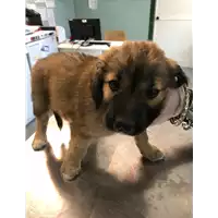 Foto dell\'animale cane - Matr. 2021/0776 - Microchip 380260044280901