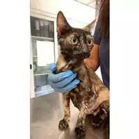 Foto dell\'animale gatto - Matr. 2024/1376 - Microchip 380260170343698