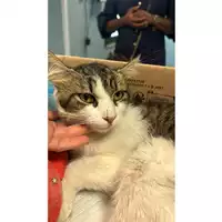 Foto dell\'animale gatto - Matr. 2024/1377 - Microchip 380260170343690