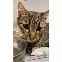 Foto dell\'animale gatto - Matr. 2024/1375 - Microchip 380260170343695