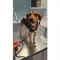 Foto dell\'animale cane - Matr. 2024/1379 - Microchip 380260170343699
