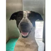 Foto dell\'animale cane - Matr. 2024/1386 - Microchip 380260170343914