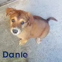 Foto dell\'animale cane - Matr. 2021/0777 - Microchip 380260044281232