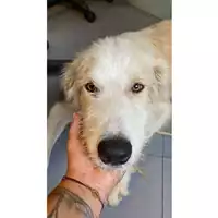 Foto dell\'animale cane - Matr. 2024/1387 - Microchip 380260170343860
