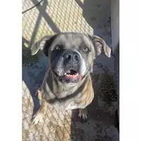Foto dell\'animale cane - Matr. 2024/1388 - Microchip 380260170343866