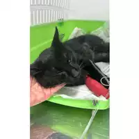 Foto dell\'animale gatto - Matr. 2024/1389 - Microchip 380260170343906