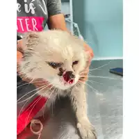 Foto dell\'animale gatto - Matr. 2024/1390 - Microchip 380260170343867