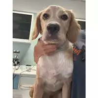 Foto dell\'animale cane - Matr. 2024/1396 - Microchip 380260170343874