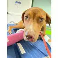 Foto dell\'animale cane - Matr. 2024/1394 - Microchip 380260170343863