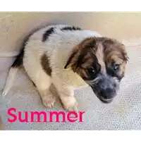 Foto dell\'animale cane - Matr. 2021/0778 - Microchip 380260044280829