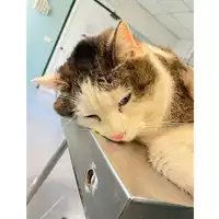 Foto dell\'animale gatto - Matr. 2024/1395 - Microchip 380260170343873